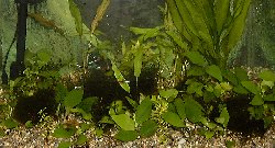 水槽レイアウト