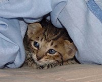 �ӂƂ�̒����炱��ɂ���