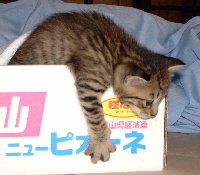 おしきせ寝床は御免