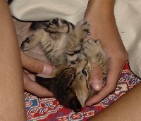 �肪�V�ё���H