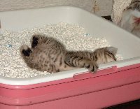 トイレと取っ組み合い