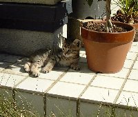 いい天気だにゃー