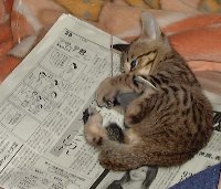 鼠おもちゃとともに