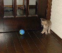 ん? この玉はなんだ?