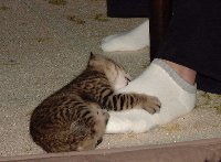 この足やっつけたる