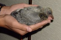 手に乗る子鳩