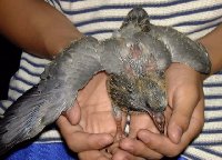 羽を広げた子鳩